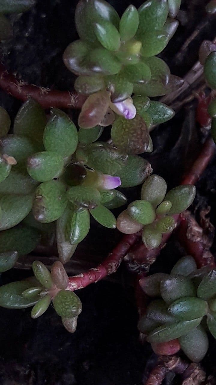Portulaca