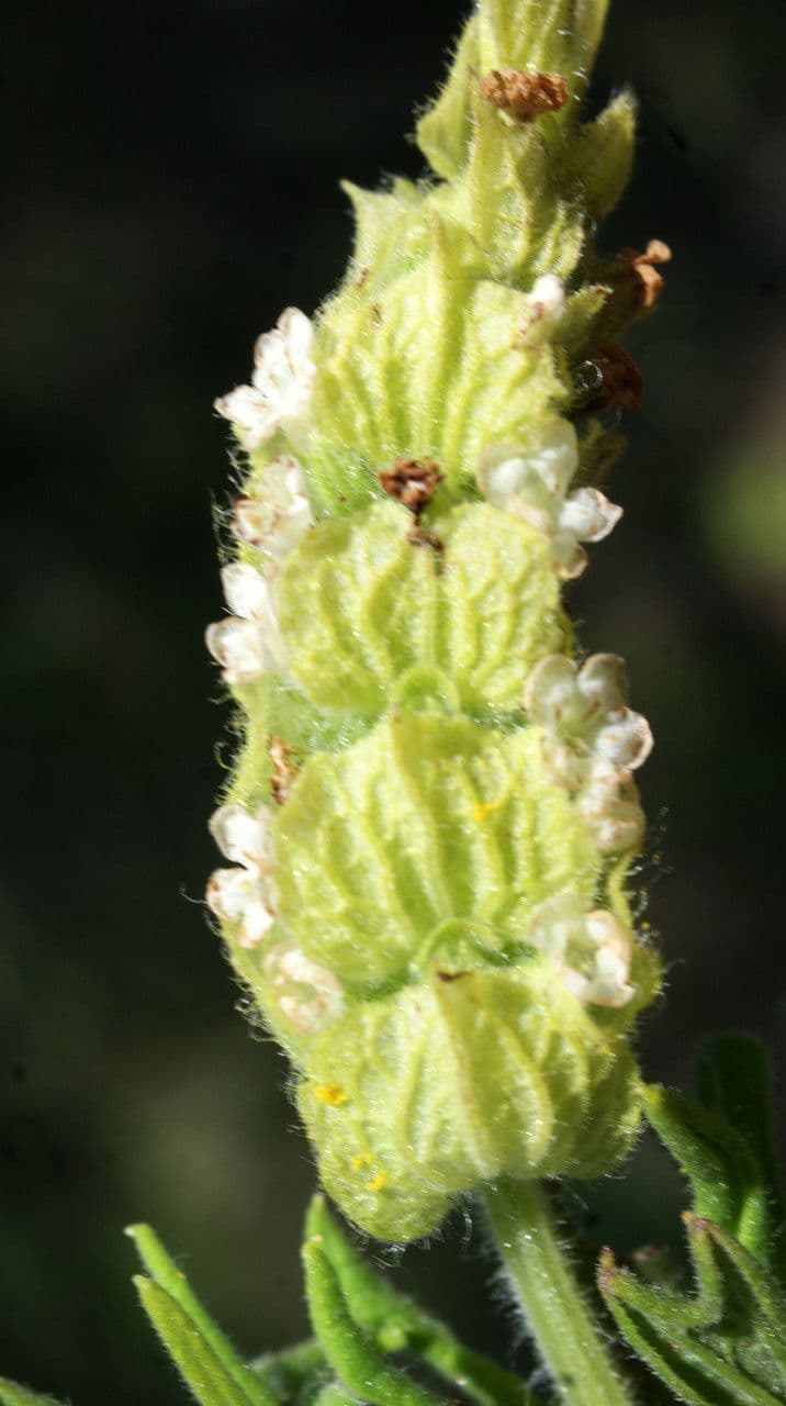 Lavanda verde 5