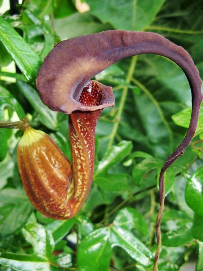 Barbakollo 2