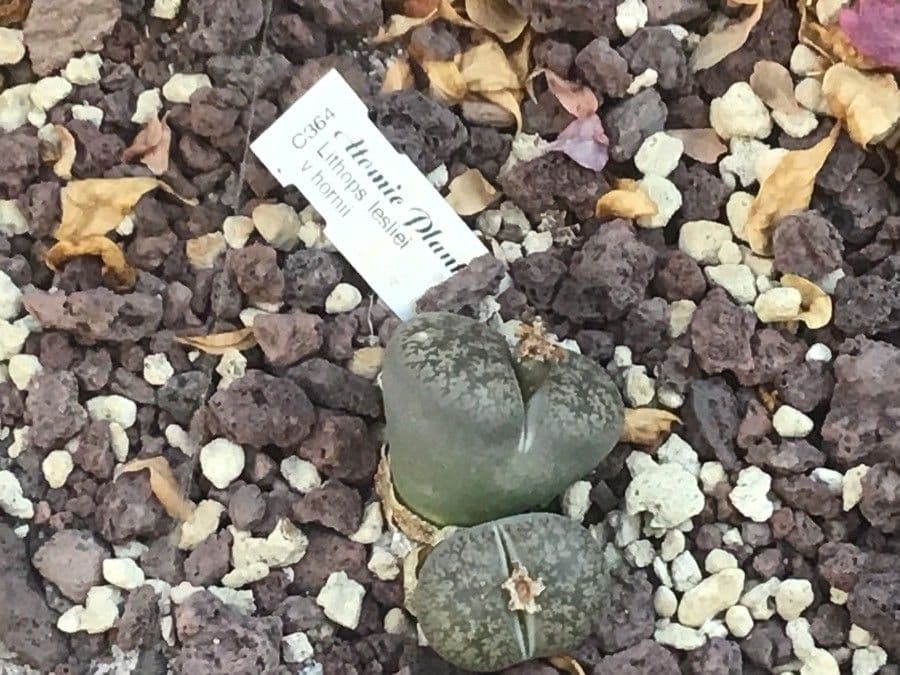 Lithops 3