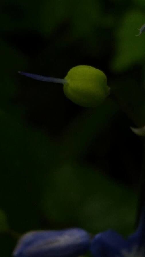 Scilla silvestre 2