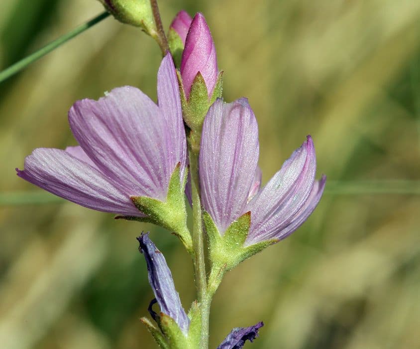 Sidalcea 4