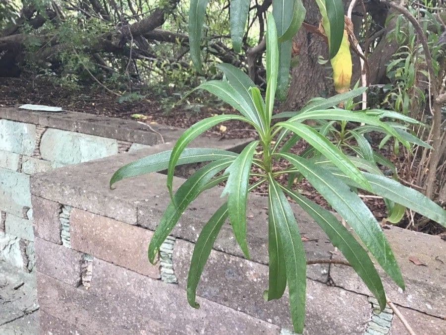 Cheirolophus 2