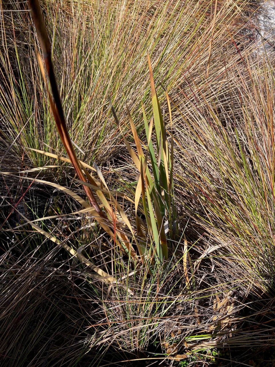 Iris del Chimborazo 13