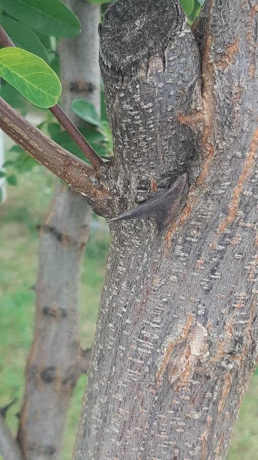 Robinia viscosa 23