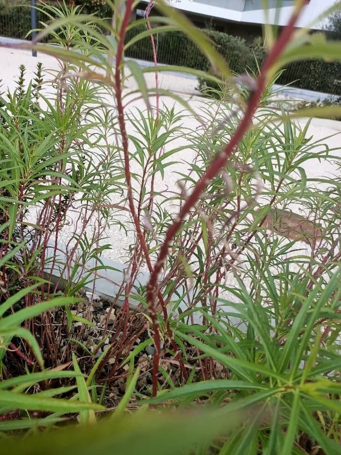Lobelia lassiflora 22