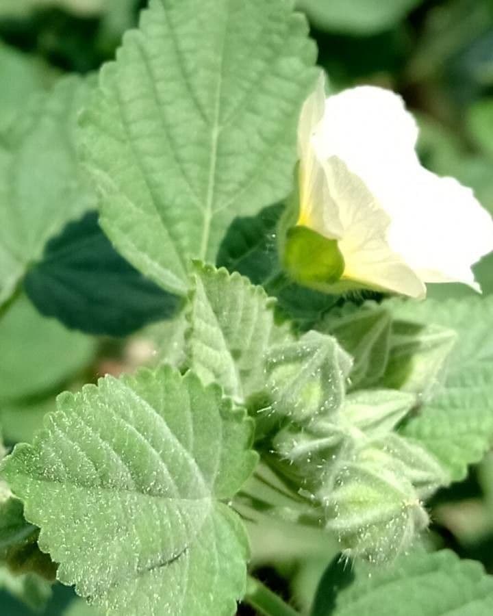Sida cordifolia 2