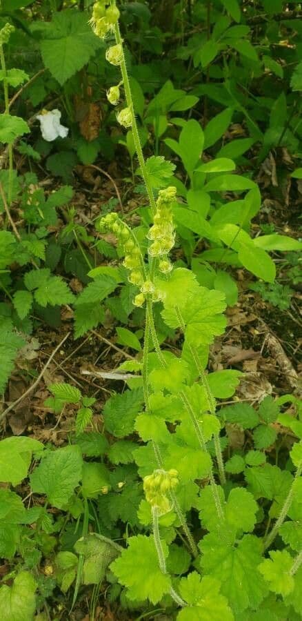 Tolmiea menziesii 6