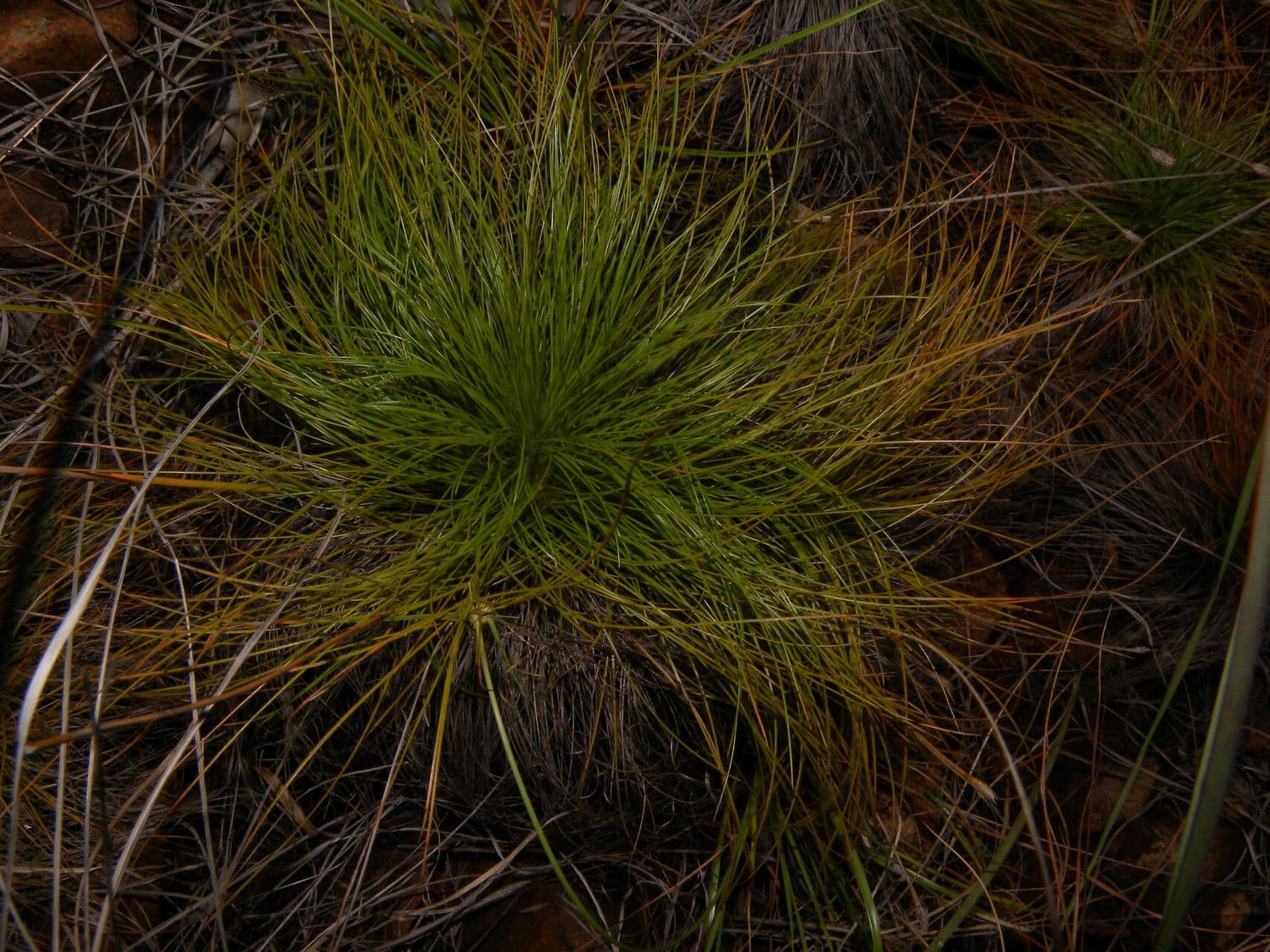 Bulbostylis paradoxa 3