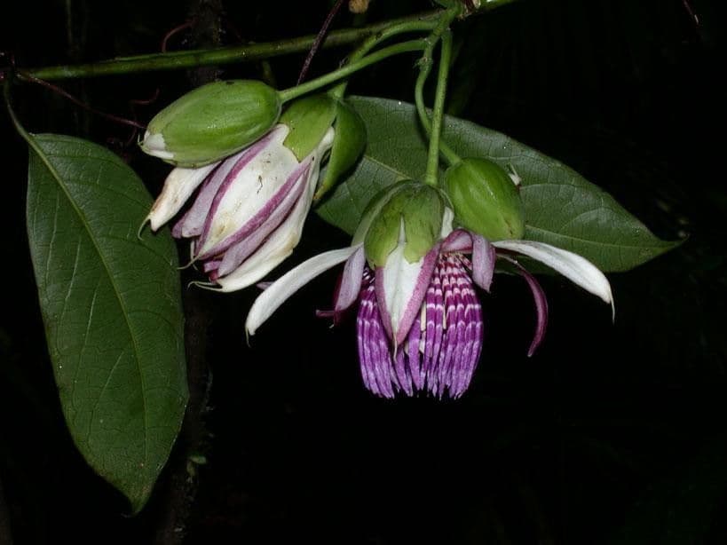 Passiflora ambigua 20
