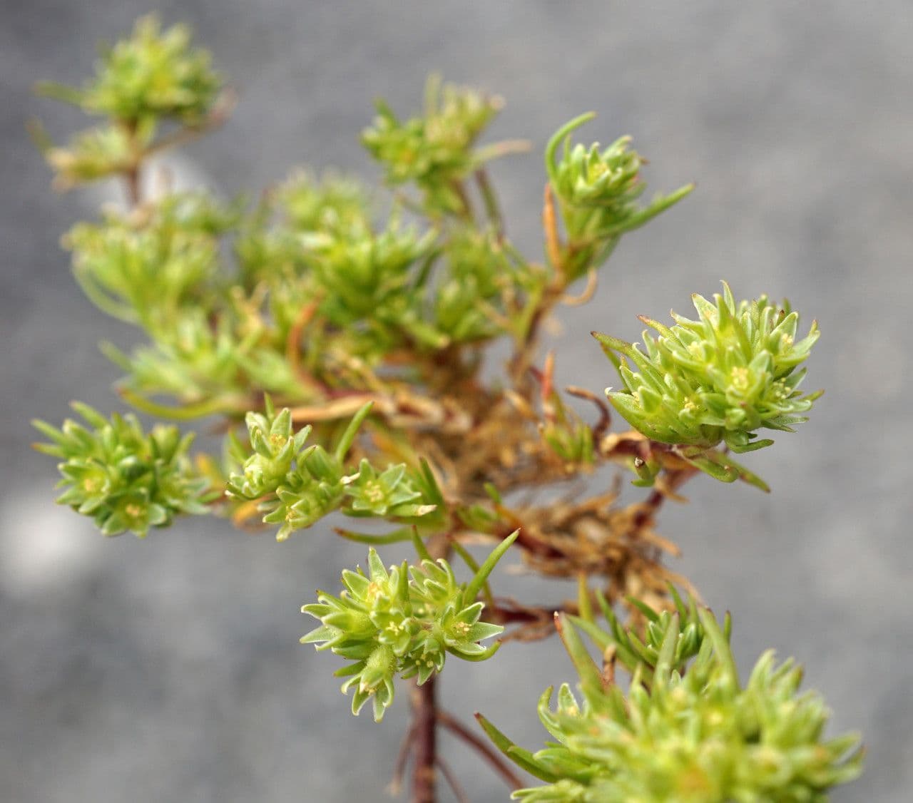 Scleranthus 11