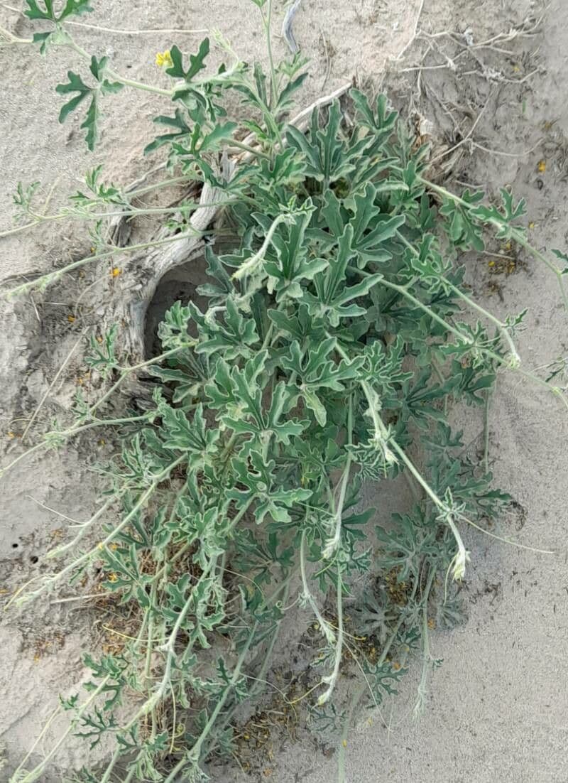 Cucurbitella 7