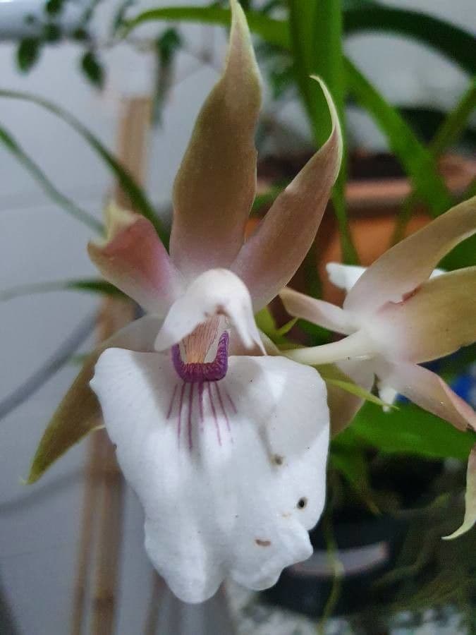 Zygosepalum 4