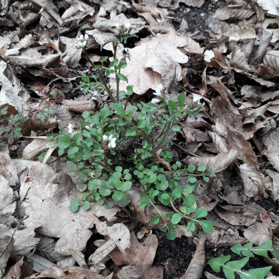 Cardamine flexueuse 13