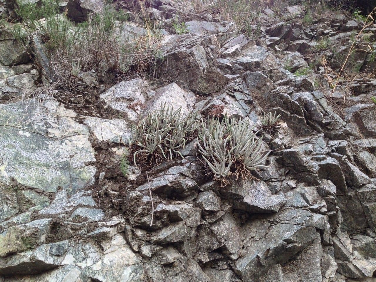 Dudleya densiflora 4
