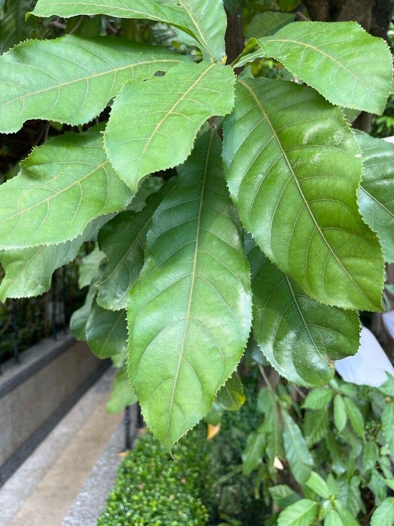 Alchornia rugosa 4