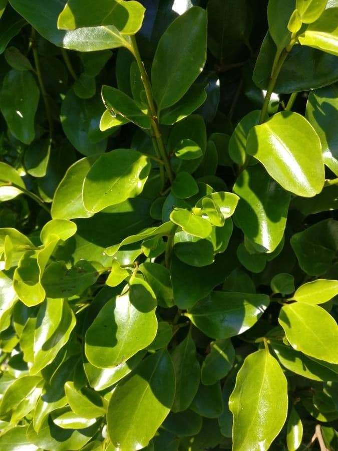 Griselinia 4