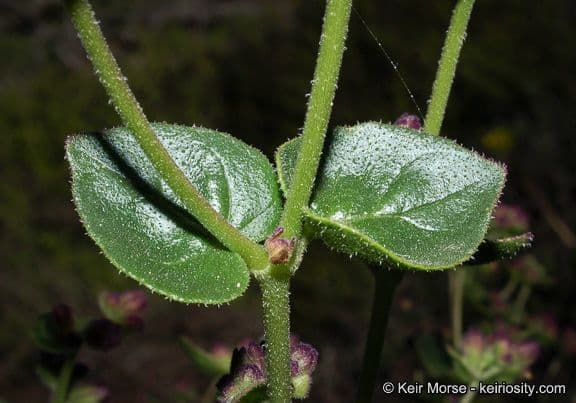 Mirabilis laevis 17