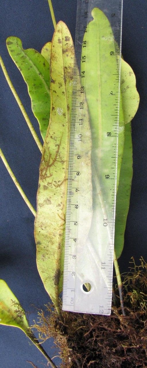 Elaphoglossum 3