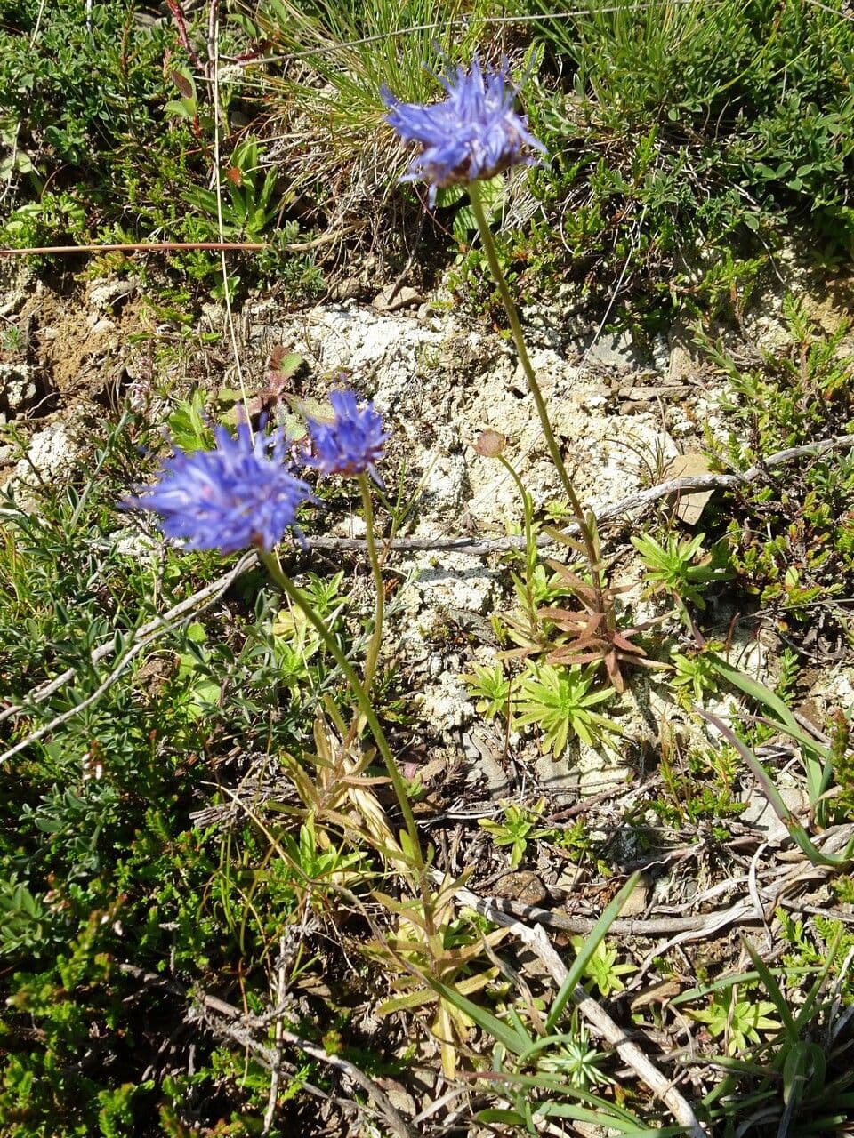 Jasione 15