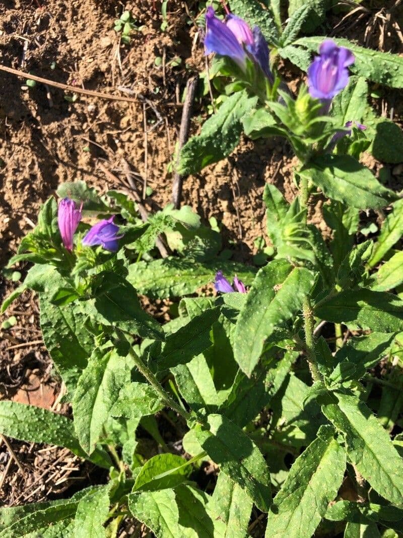 Echium rosulatum 3
