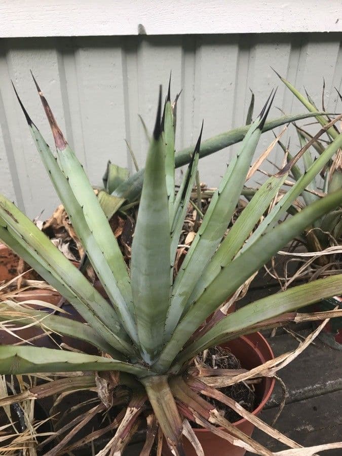 Wüsten-Agave 9