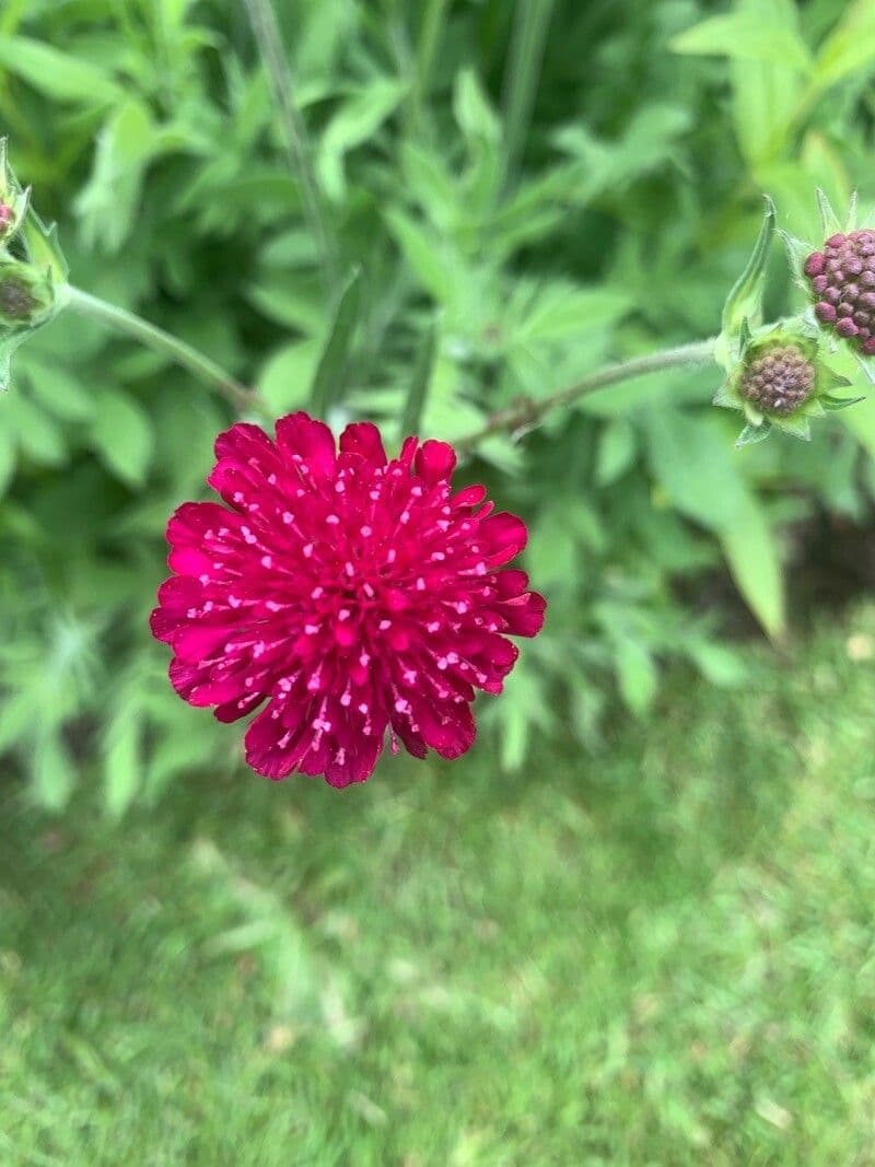 Knautia 5