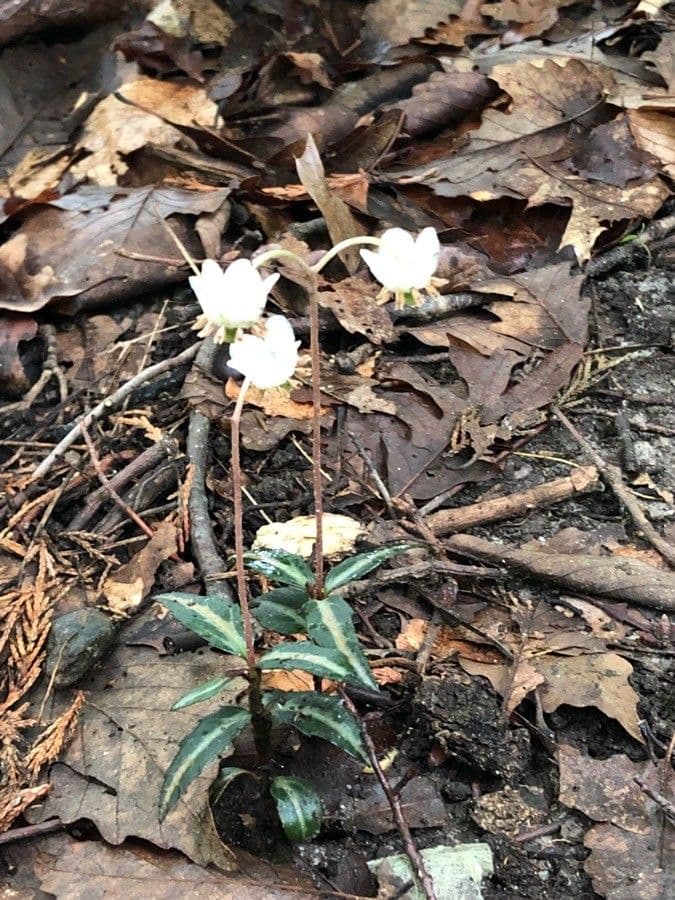 Chimaphila macchiata 8
