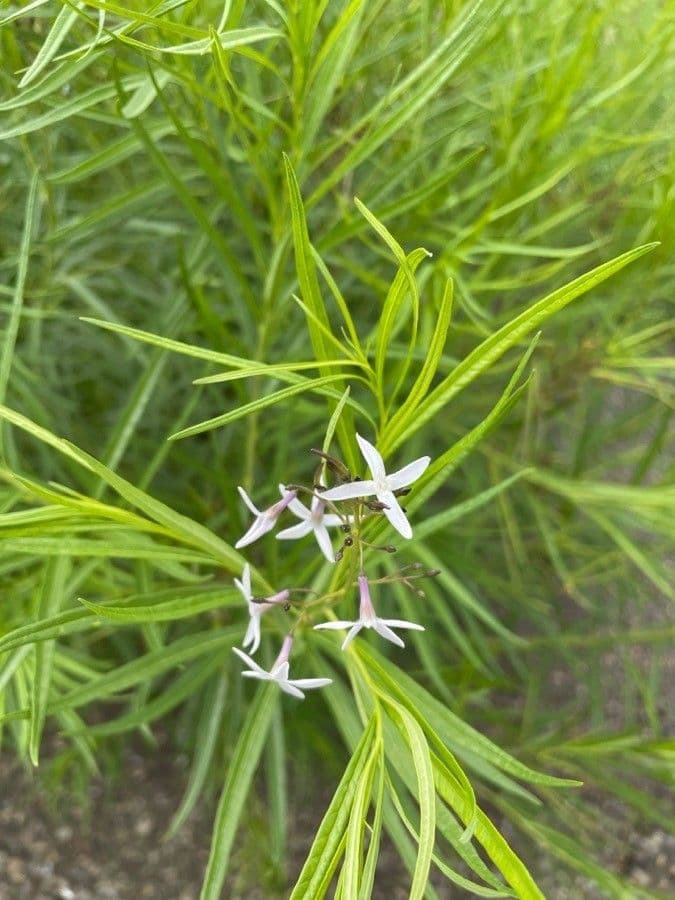 Amsonia 3