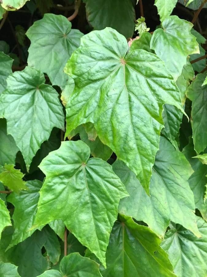 Begonia formosana 14