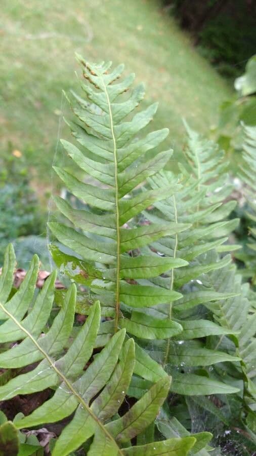 Polypodium virginianum 15