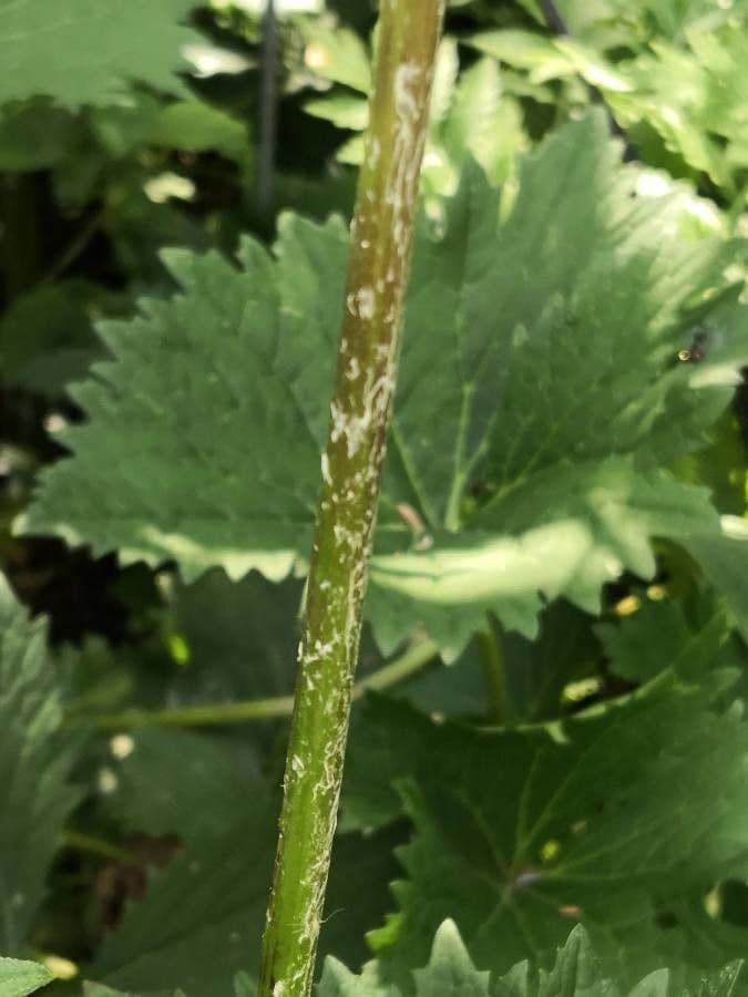 Ligularia 17