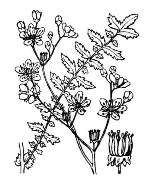 Filipendula comune 27