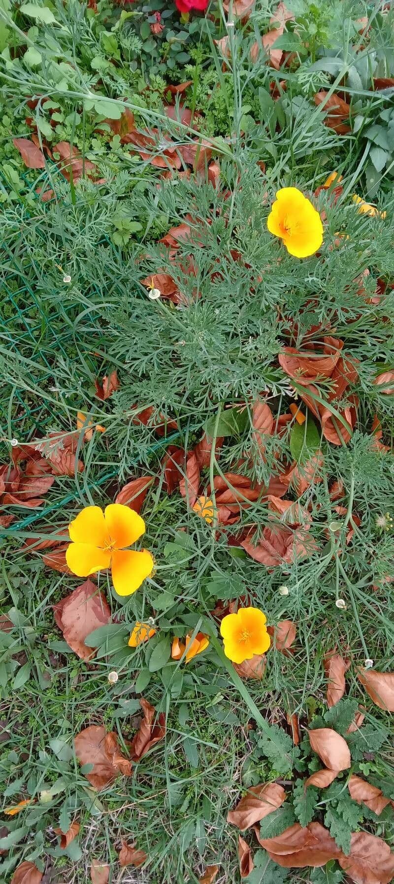 Kalifornischer Mohn 14