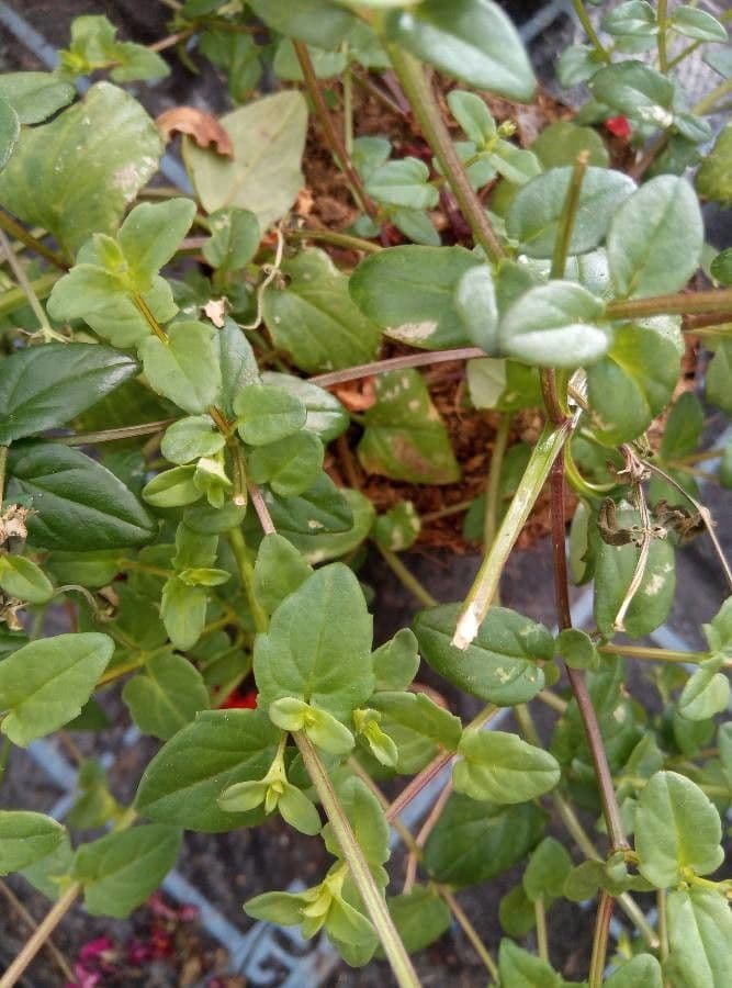 Wache Diascia 3