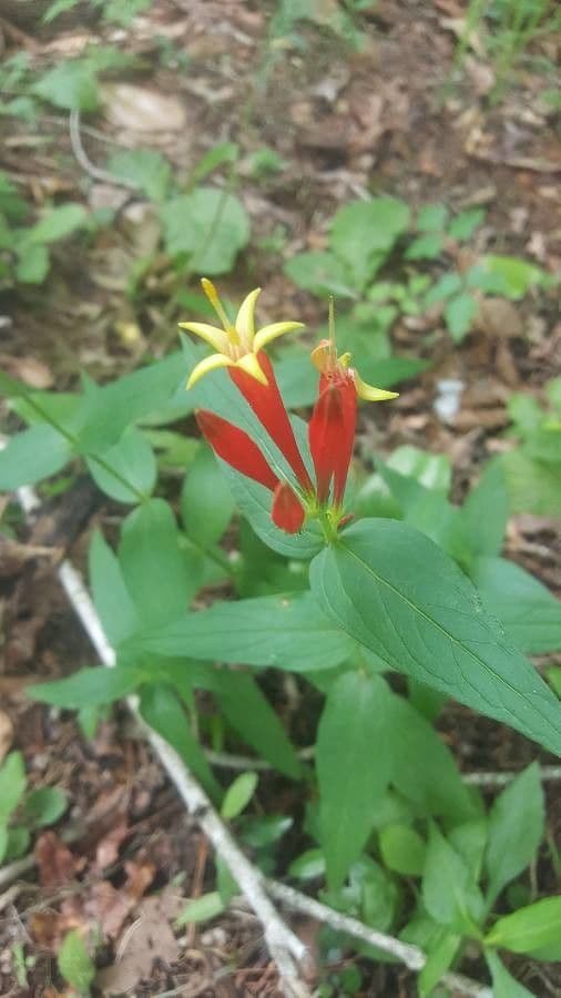Spigelia 4