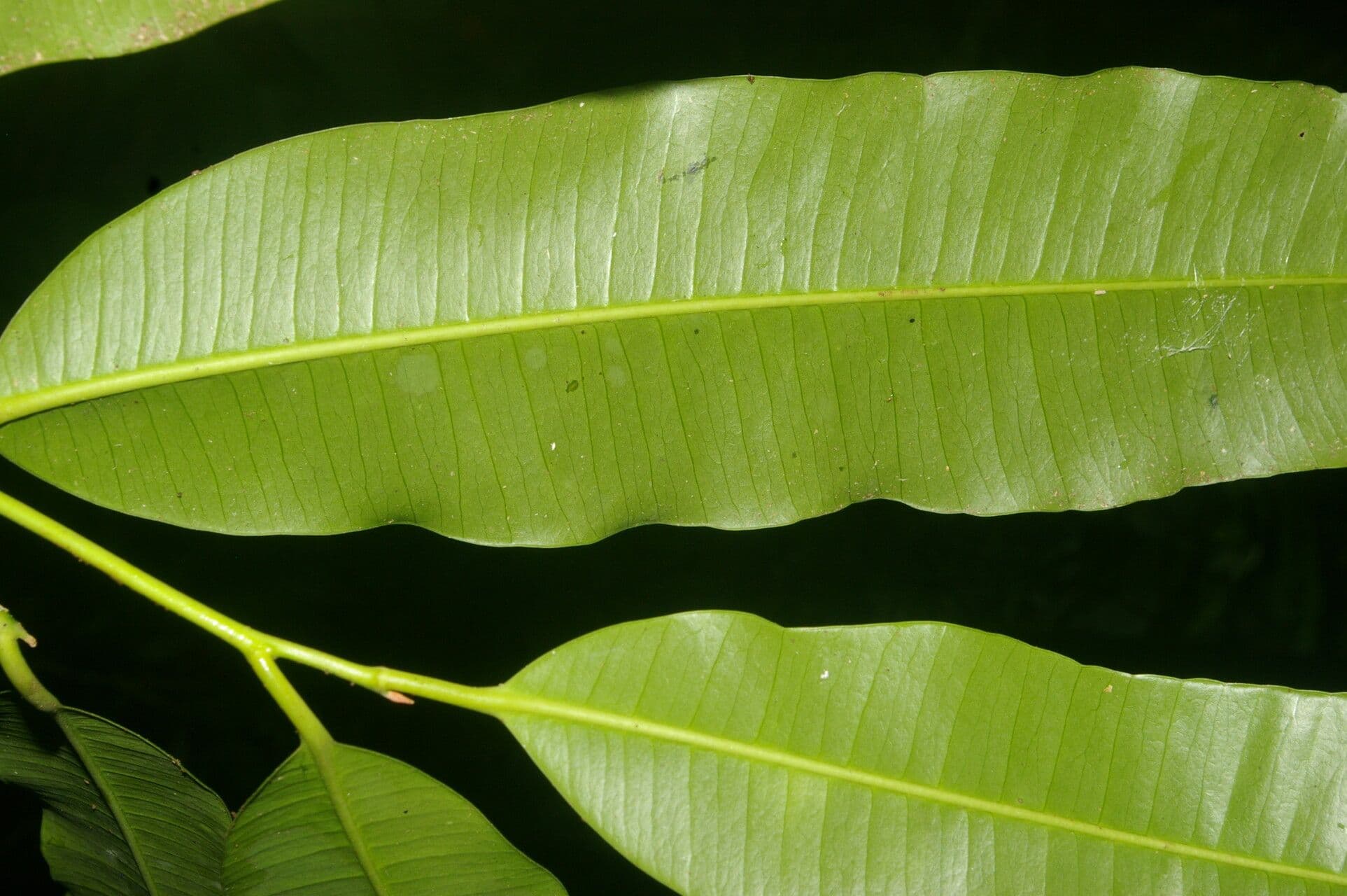 Aspidospermum 3