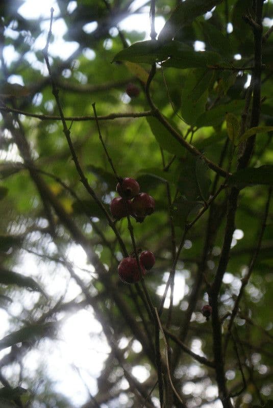 Syzygium