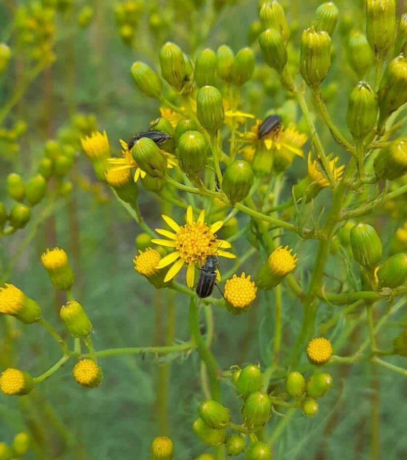 Senecione 5