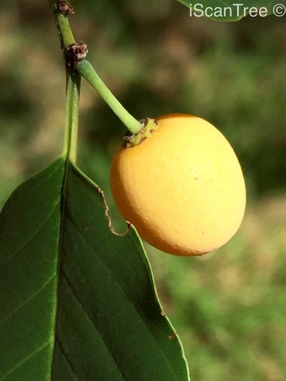 Berchemia discolor 4