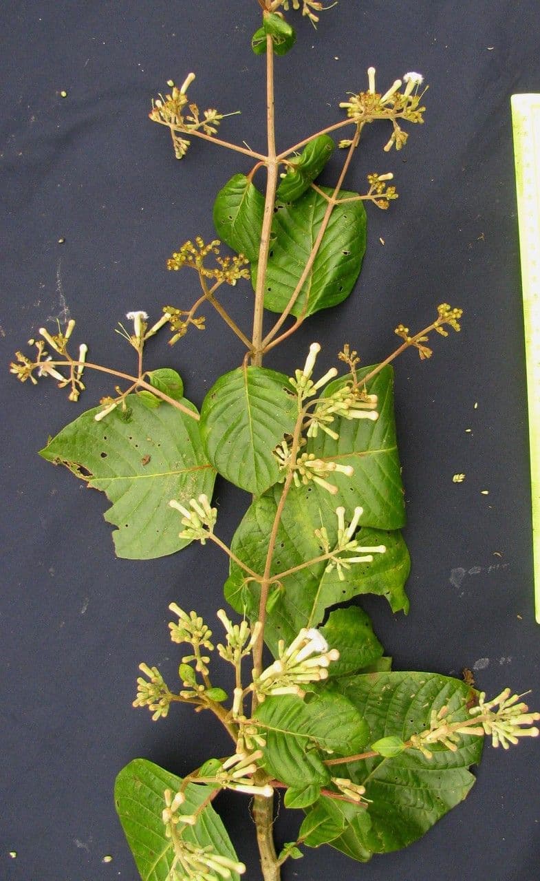 Chinarindenbaum 15