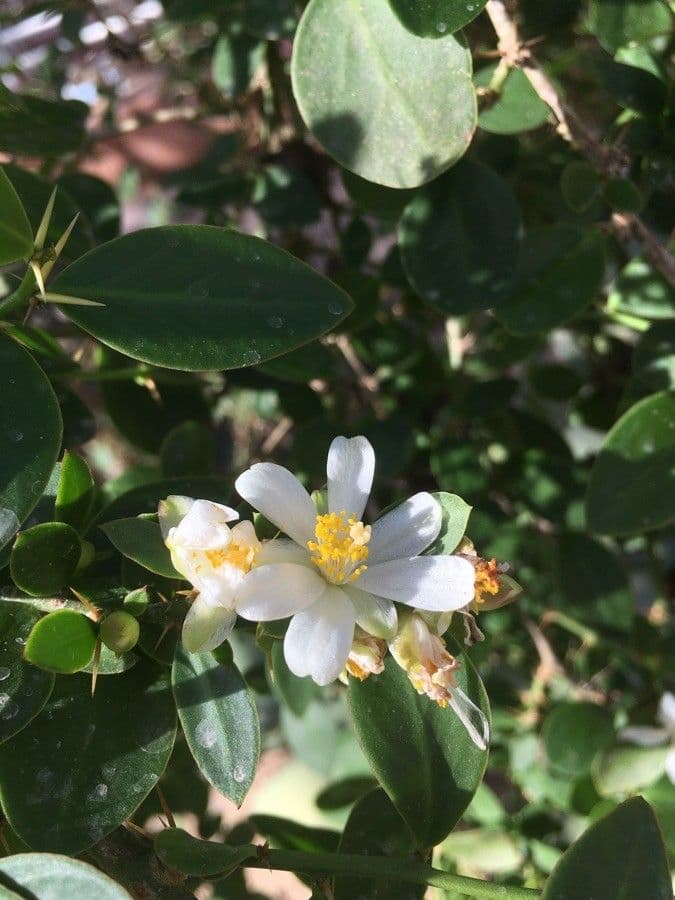 Pereskia