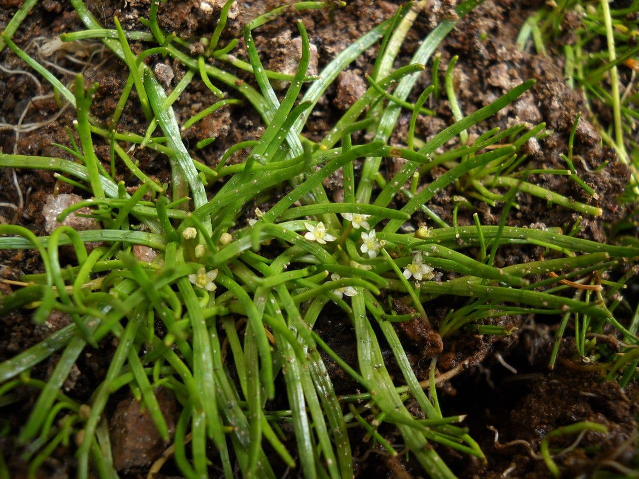 Lilaeopsis macloviana 2