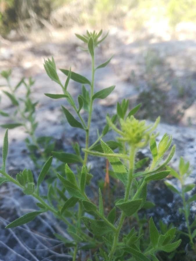 Klebrige chilienblume 10