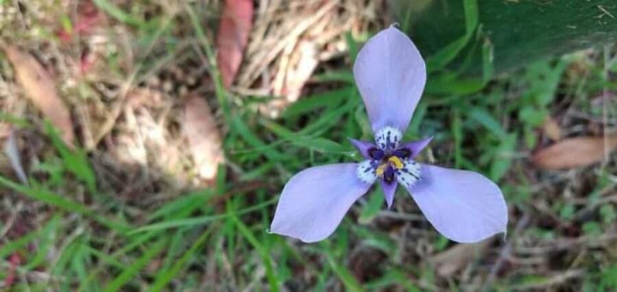 Herbertia lahue 12