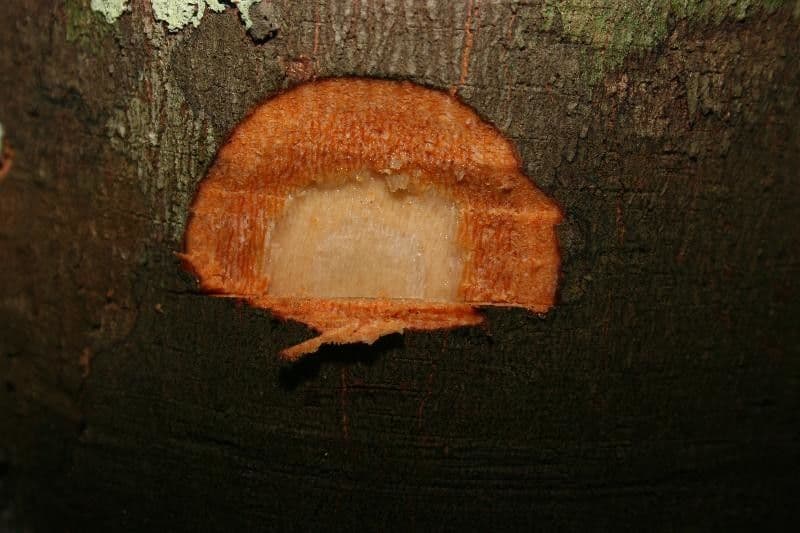 Dendrobangia 14