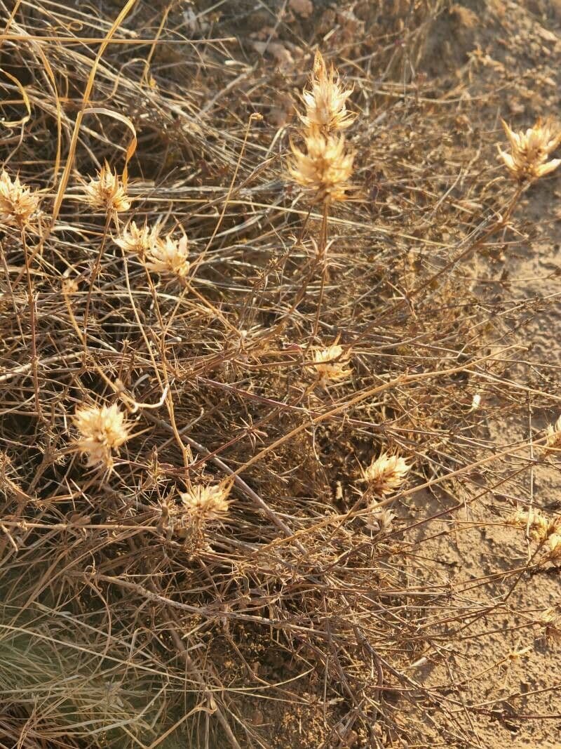 Barleria 2