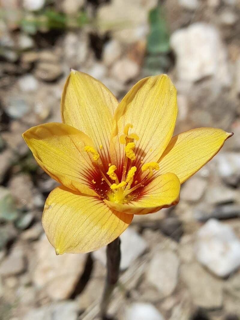 Zephyranthes 5
