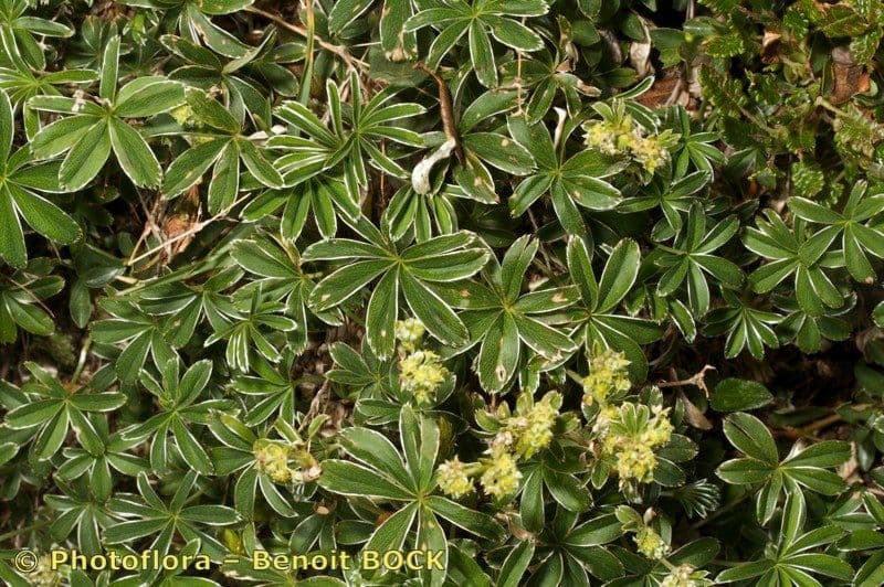 Alchemilla saxatilis 17