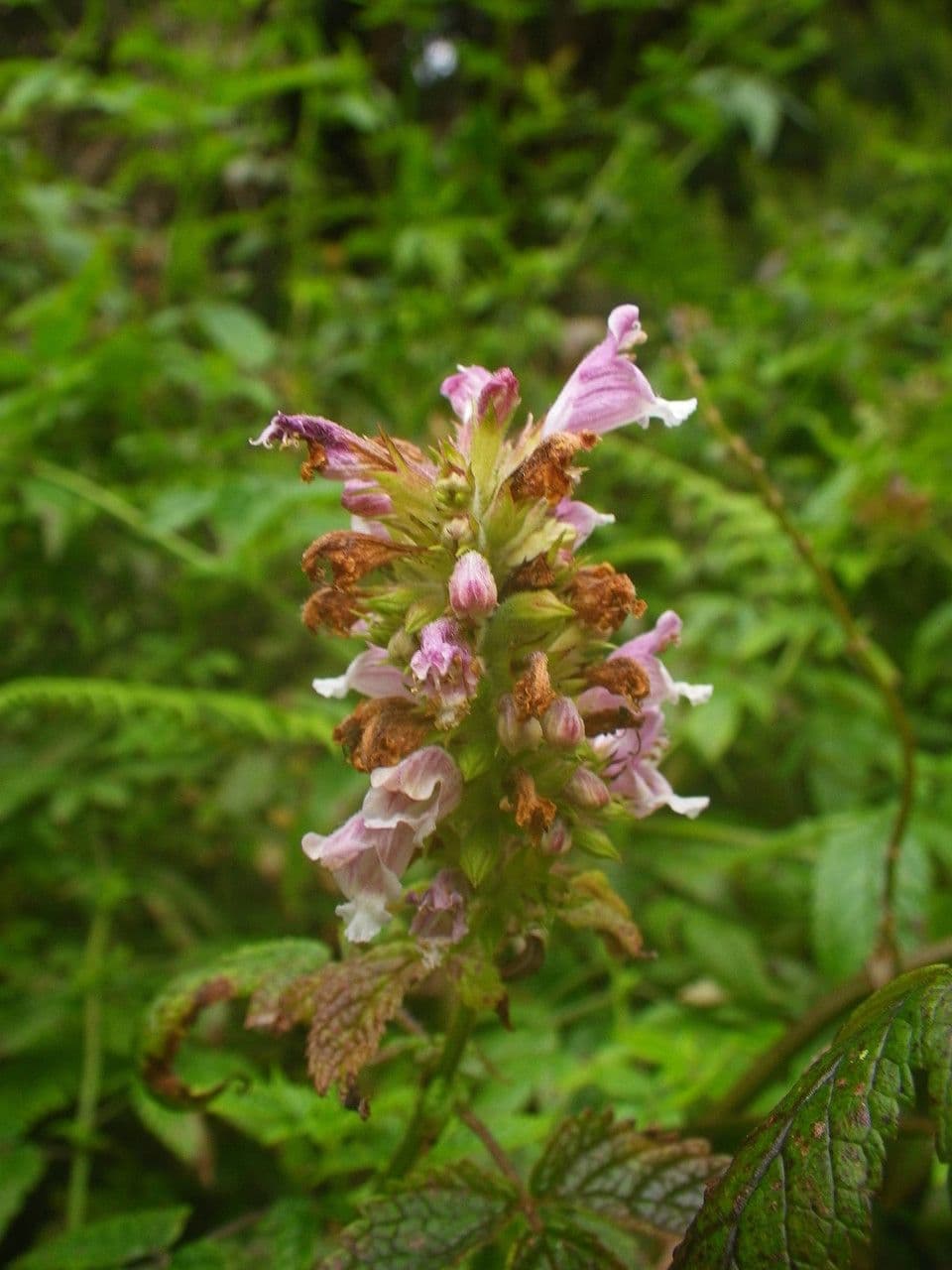 Cedronella canaria 6